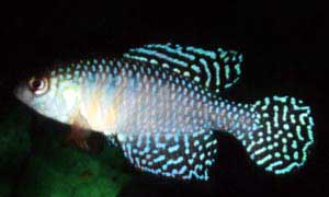 Aquaristik Simpsonichthys Michael Schlüter